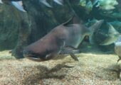 “Смертельная спираль”: вес мегарыб в реке Меконг сократился вдвое